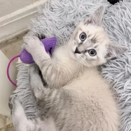 Lavender