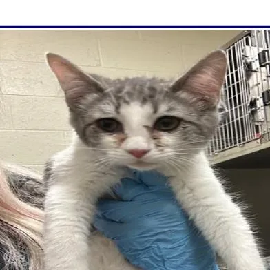 A baby small-sized female Calico Domestic Short Hair cat named Clover for adoption in Grantsville, UT