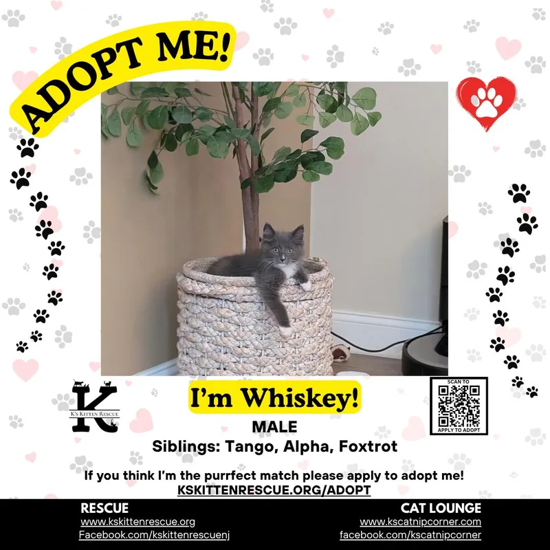 A baby medium-sized male Gray & White Domestic Medium Hair cat named Whiskey for adoption in Brick, NJ