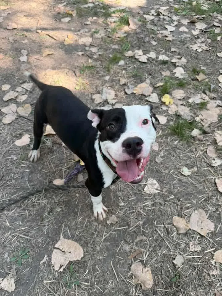 An adult medium-sized male Black Pit Bull Terrier dog named Kennedy for adoption in Chicago, IL