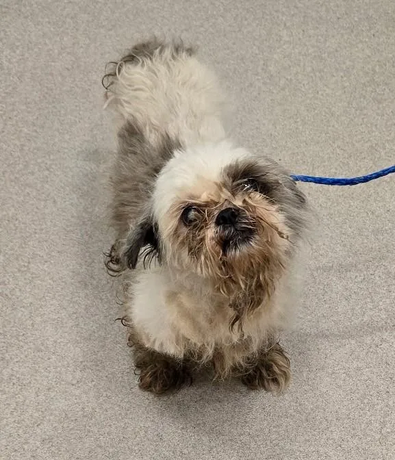 A senior small-sized female Gray / Blue / Silver Shih Tzu dog named 26-275 for adoption in Amityville, NY
