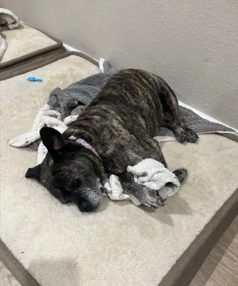 Zeus  Ca thumbnail 2