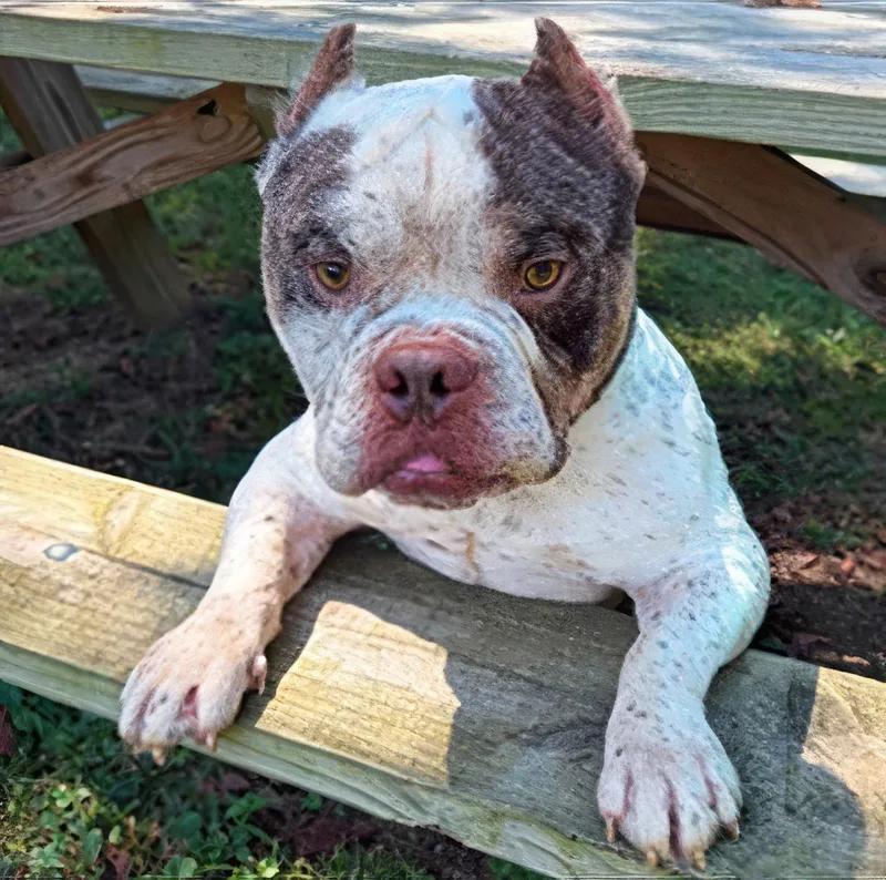An adult medium-sized male Merle (Blue) Mixed Breed dog named KoolAid Man for adoption in Nashville, TN