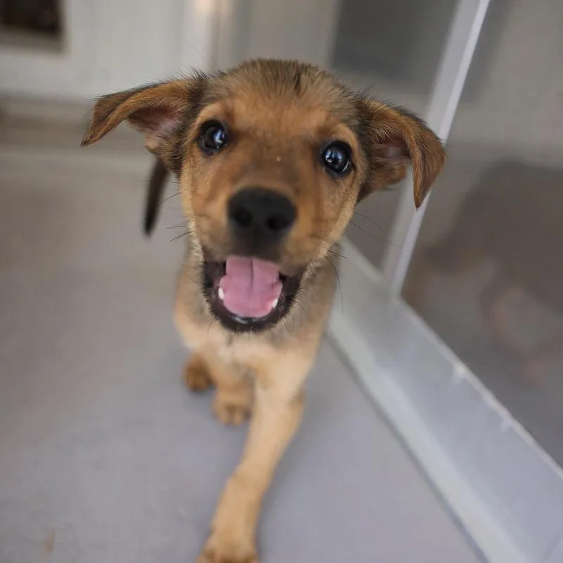 A baby medium-sized male Yellow / Tan / Blond / Fawn Mixed Breed dog named Rye Bread for adoption in Bradenton, FL