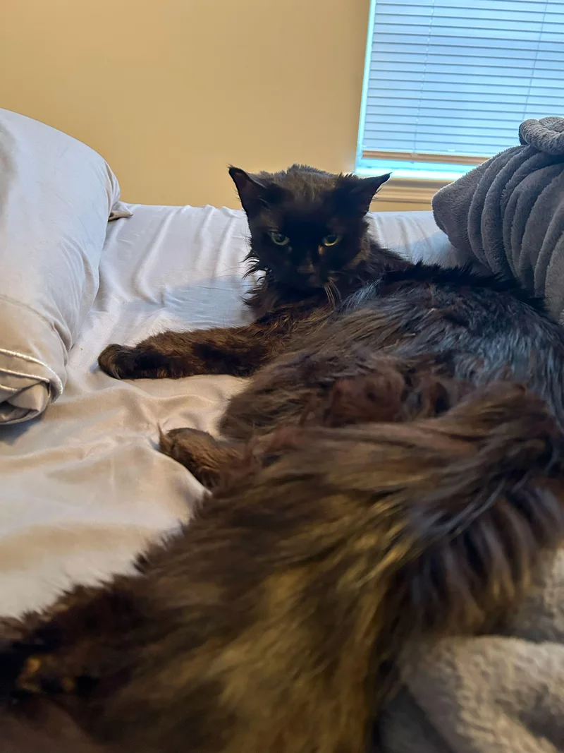 An adult medium-sized female Domestic Medium Hair cat named Spanky for adoption in Columbia, SC