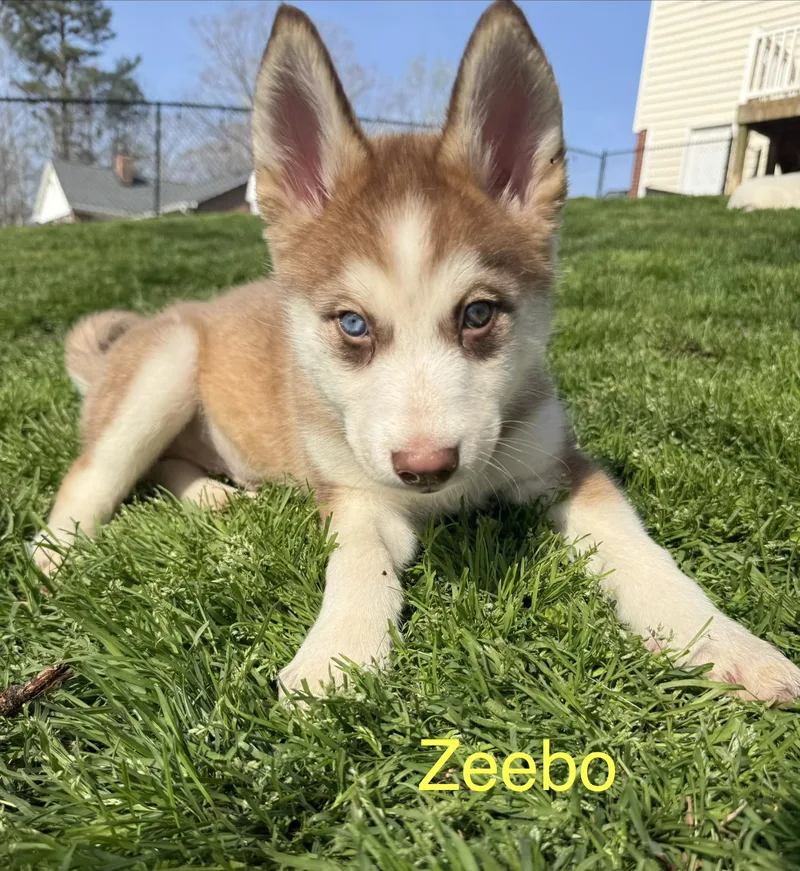 Zeebo