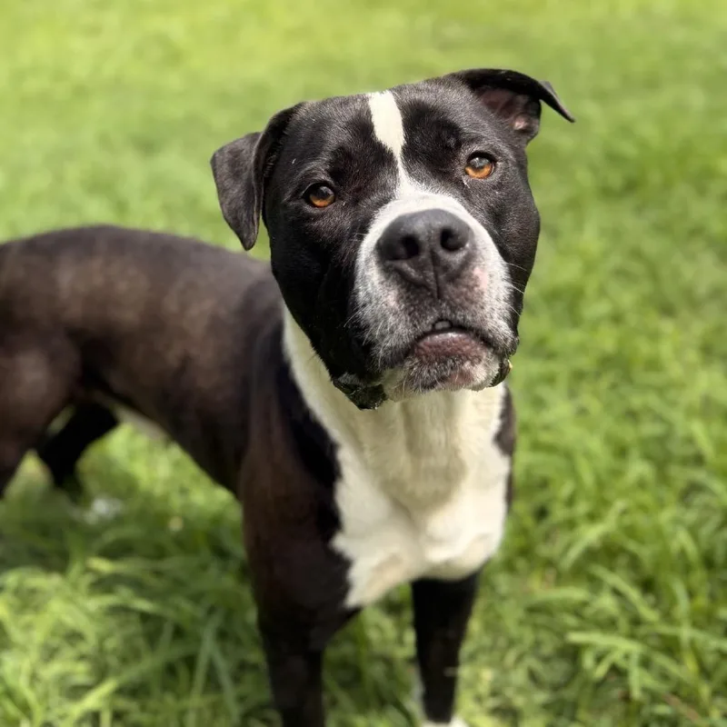 An adult large-sized male White / Cream Pit Bull Terrier dog named Lego for adoption in Ridgely, MD