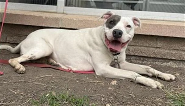An adult medium-sized female American Staffordshire Terrier dog named Sugar for adoption in San Antonio, TX