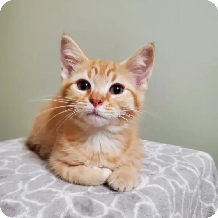 A baby medium-sized male Tabby (Orange / Red) Domestic Short Hair cat named Murphy for adoption in Reeseville, WI
