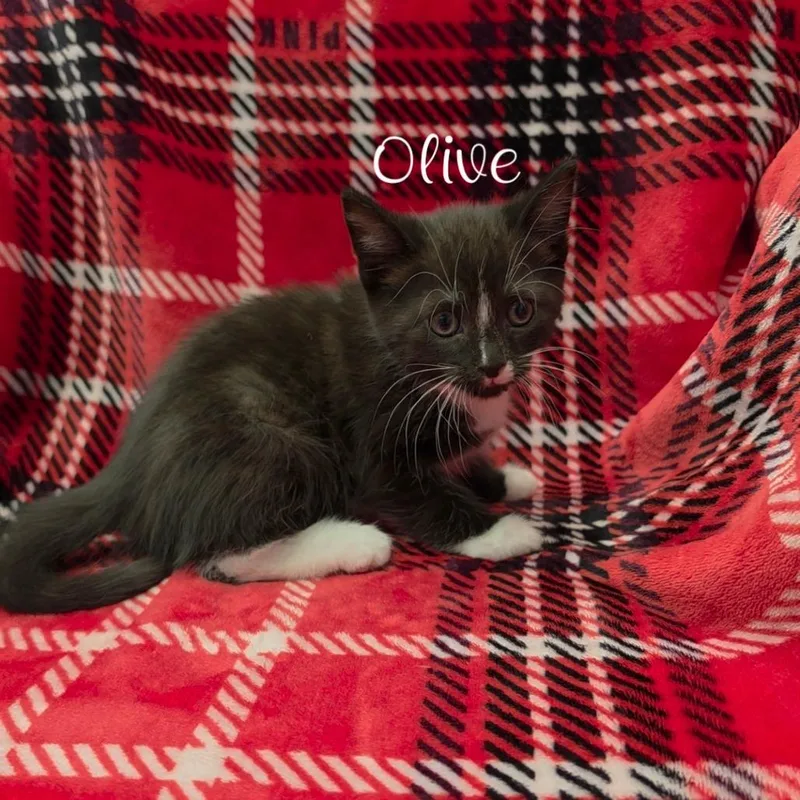 A baby small-sized male Black Domestic Short Hair cat named Oliver for adoption in Parkersburg, WV