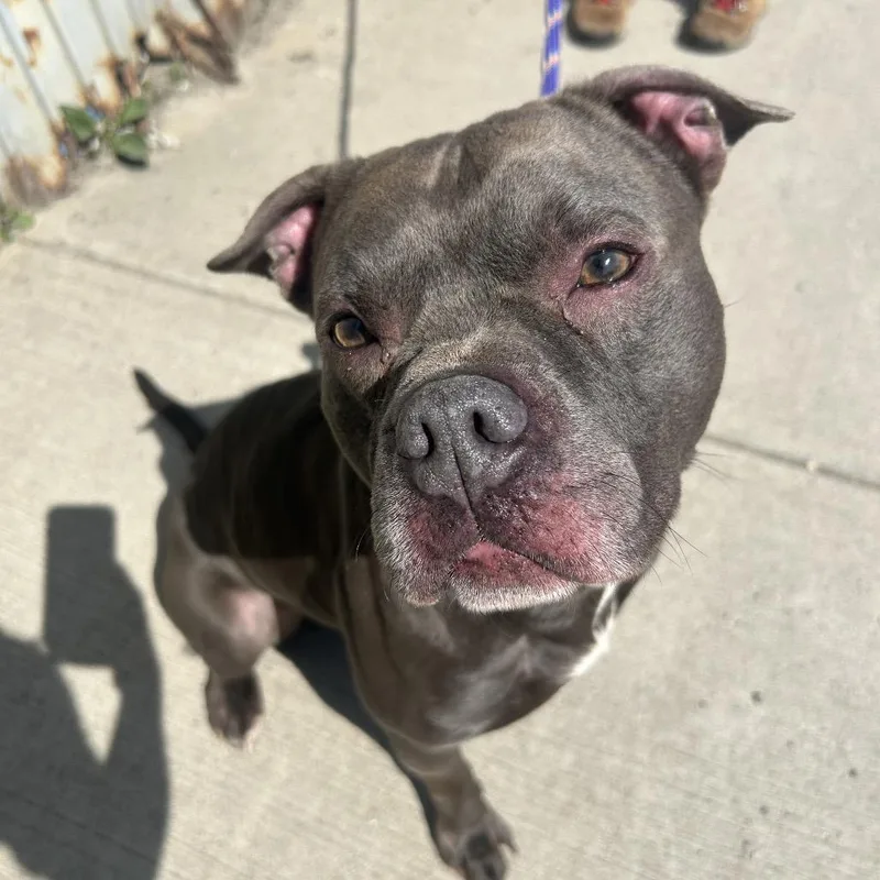 A baby medium-sized male Gray / Blue / Silver Pit Bull Terrier dog named Wallace for adoption in Newark, NJ