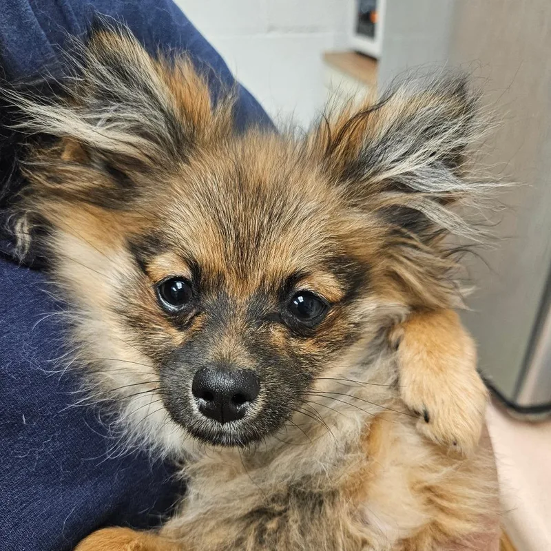 Buttercup thumbnail 2