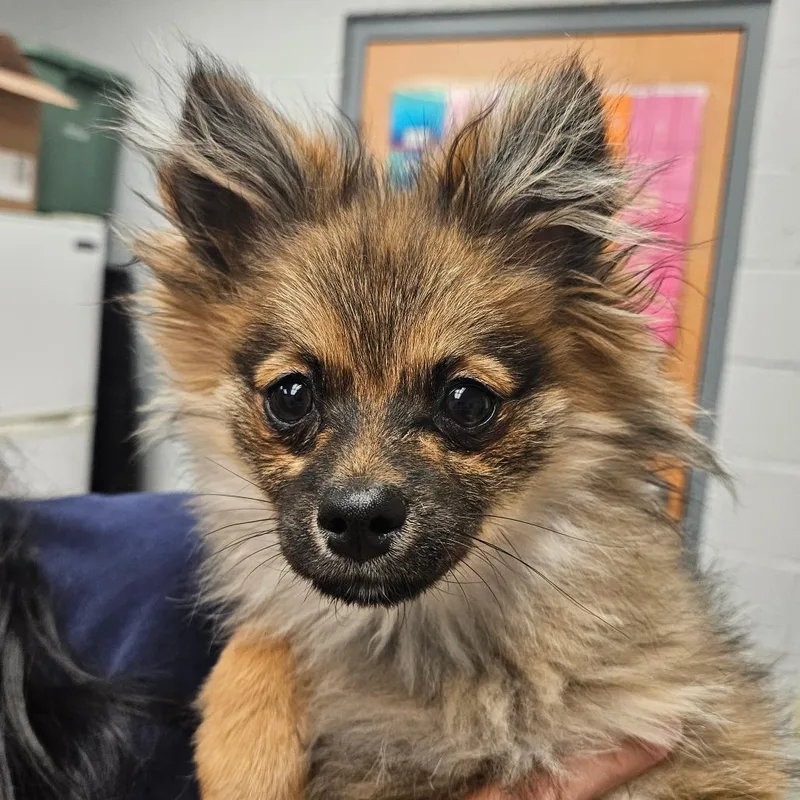 A baby small-sized female Yellow / Tan / Blond / Fawn Pomeranian dog named Buttercup for adoption in Birdsboro, PA