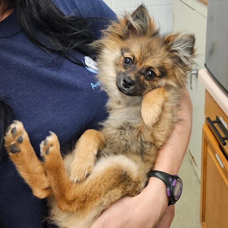 Buttercup thumbnail 3