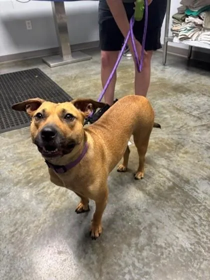 An adult medium-sized female American Staffordshire Terrier dog named Honey for adoption in Port Allen, LA