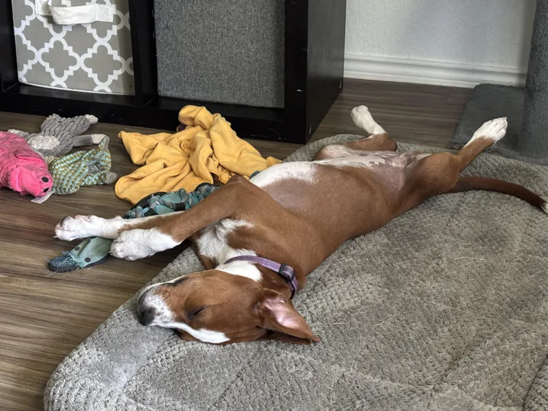 A baby medium-sized female Red / Chestnut / Orange Boxer dog named Mandy for adoption in Bastrop, TX
