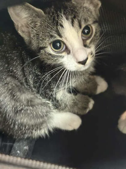 A baby small-sized female Domestic Short Hair cat named Baklava for adoption in Memphis, TN
