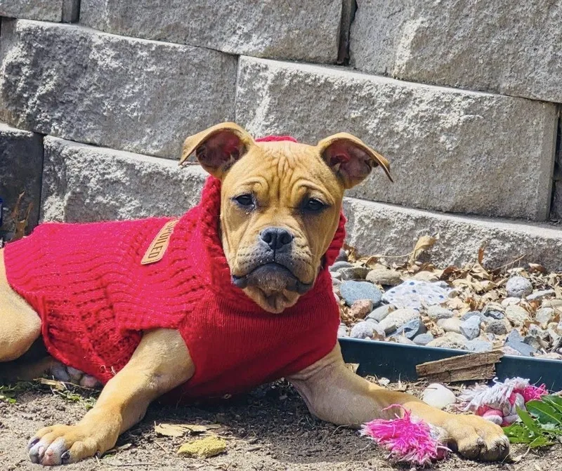 A baby medium-sized male Brown / Chocolate Boxer dog named Harold for adoption in Colorado Springs, CO