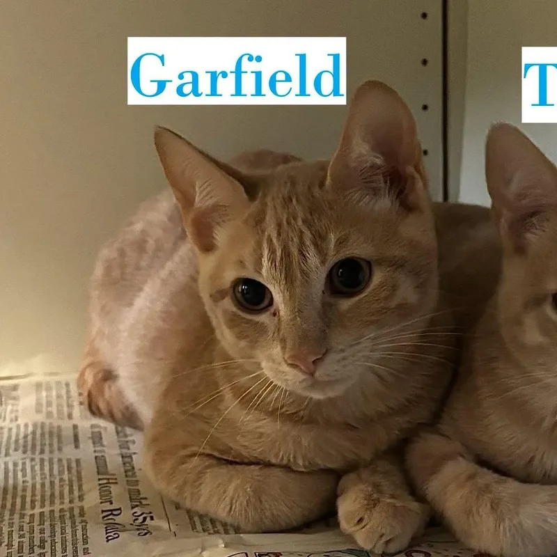 A young small-sized male Domestic Short Hair cat named Garfield for adoption in Harlingen, TX