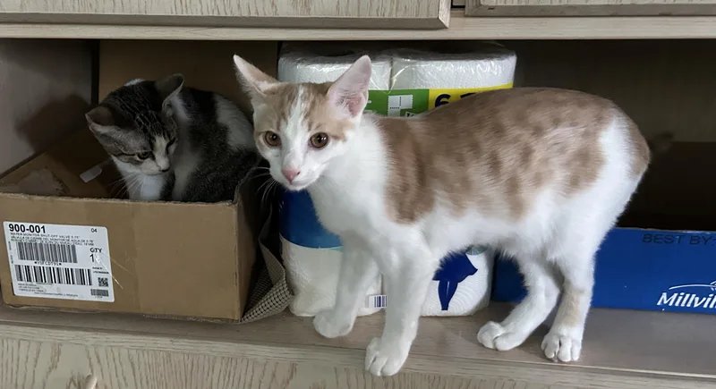 A young small-sized male Domestic Short Hair cat named Lotus for adoption in Havertown, PA