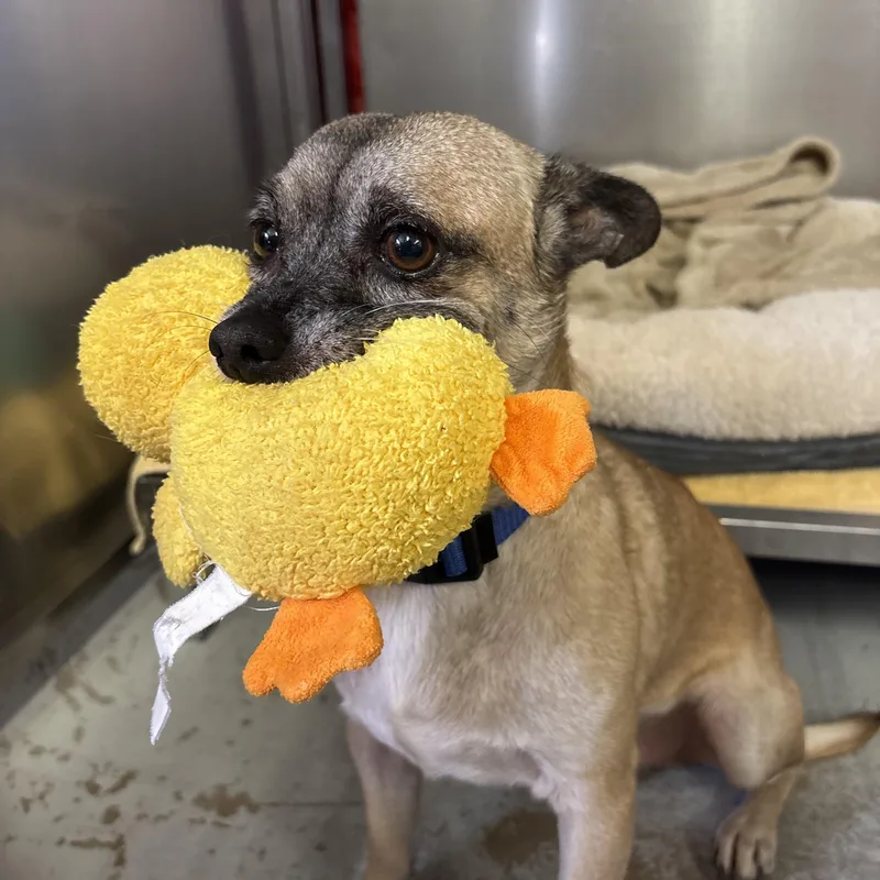 Bert & Ernie thumbnail 6