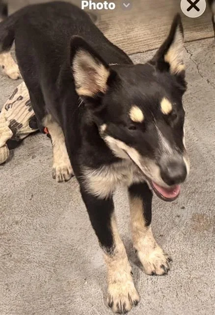 A young large-sized female Mixed Breed dog named Samantha for adoption in Dallas, TX