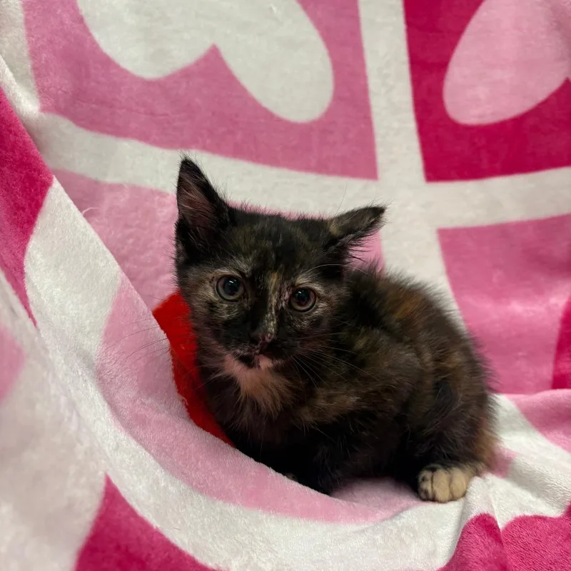 A baby small-sized female Domestic Short Hair cat named Dumpling for adoption in Medford, OR