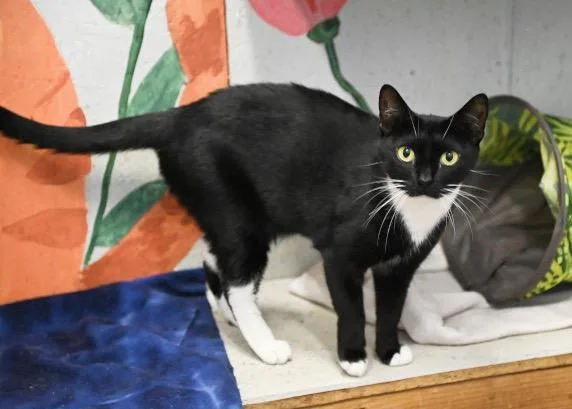 An adult medium-sized female Domestic Short Hair cat named Moon Pie for adoption in St. James City, FL