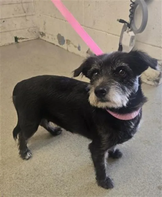 An adult small-sized female Norfolk Terrier dog named Minka for adoption in San Bernardino, CA