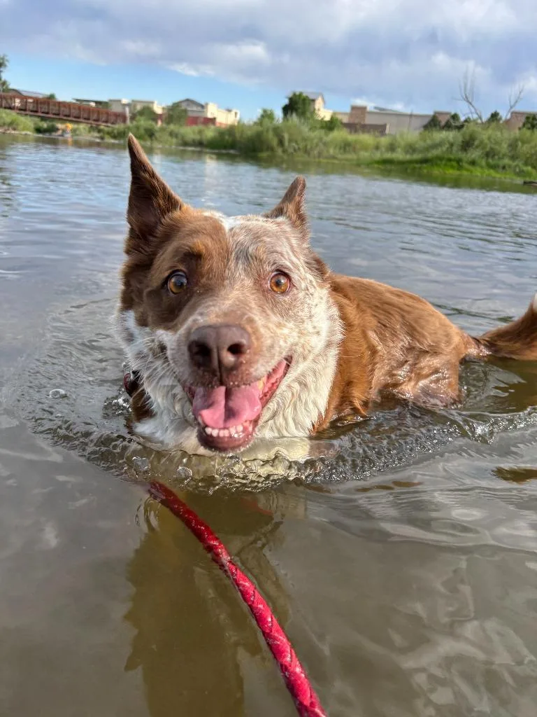 Reno Courtesy Listing thumbnail 2