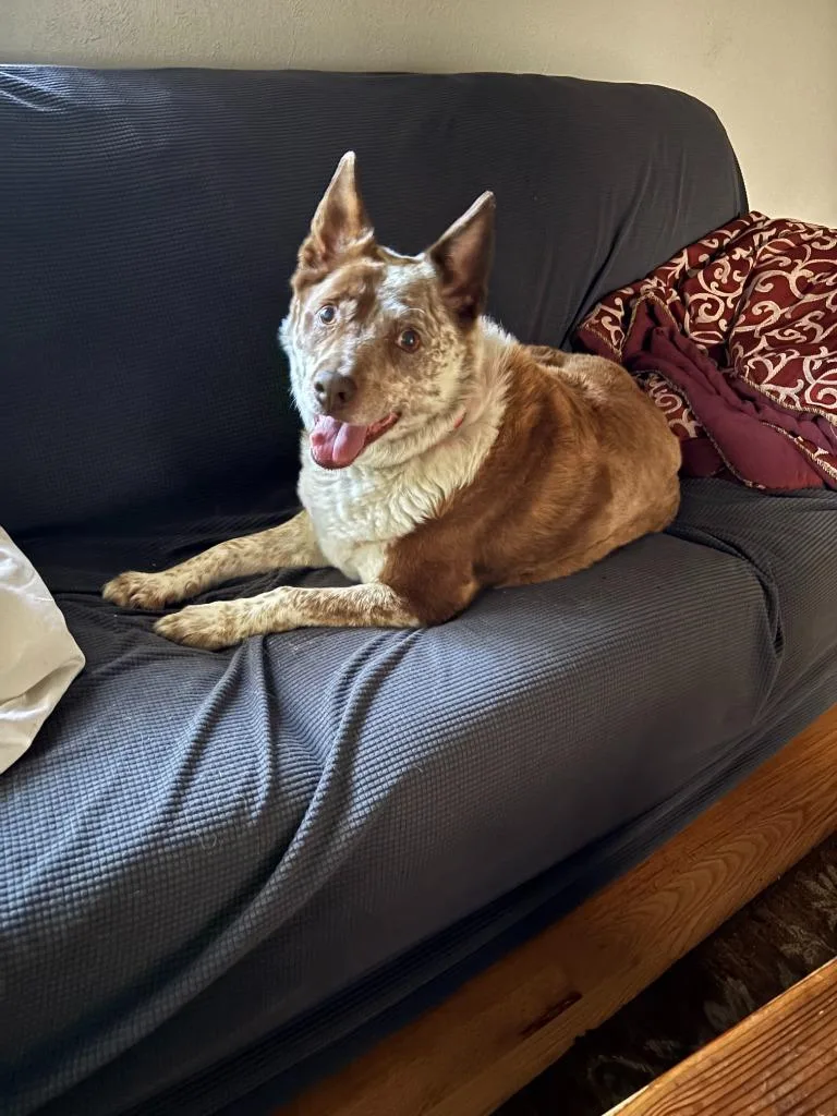 Reno Courtesy Listing thumbnail 4