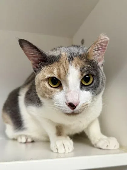 An adult medium-sized female Domestic Short Hair cat named Angel for adoption in Savannah, GA