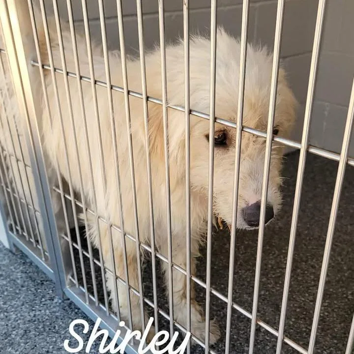 Shirley