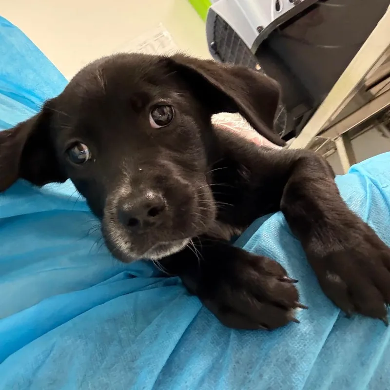 A baby small-sized female Black Mixed Breed dog named Salsa for adoption in Charleston, WV