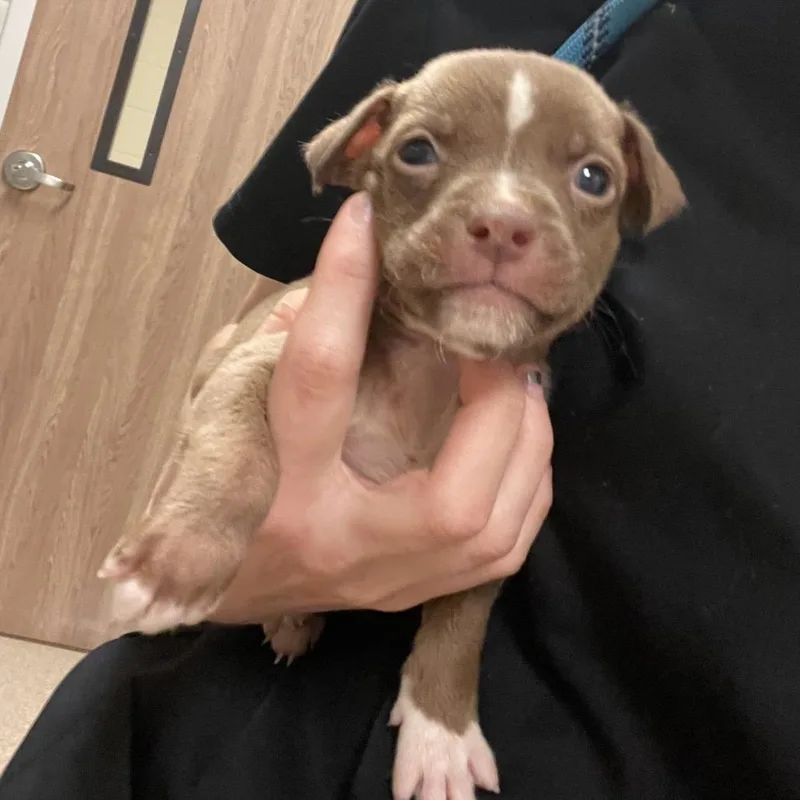 A baby medium-sized male Brown / Chocolate Pit Bull Terrier dog named Tornado for adoption in Bristol, IN