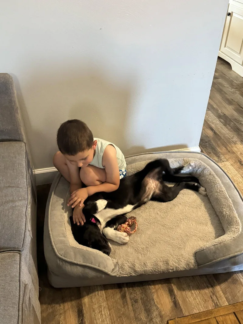 A young medium-sized female Mixed Breed dog named Winnie for adoption in Fenton, MO