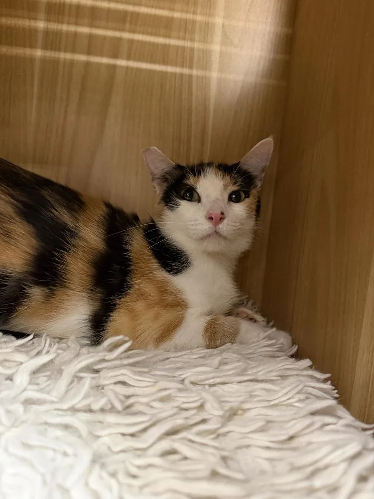An adult small-sized female Domestic Short Hair cat named Mica for adoption in Orlando, FL