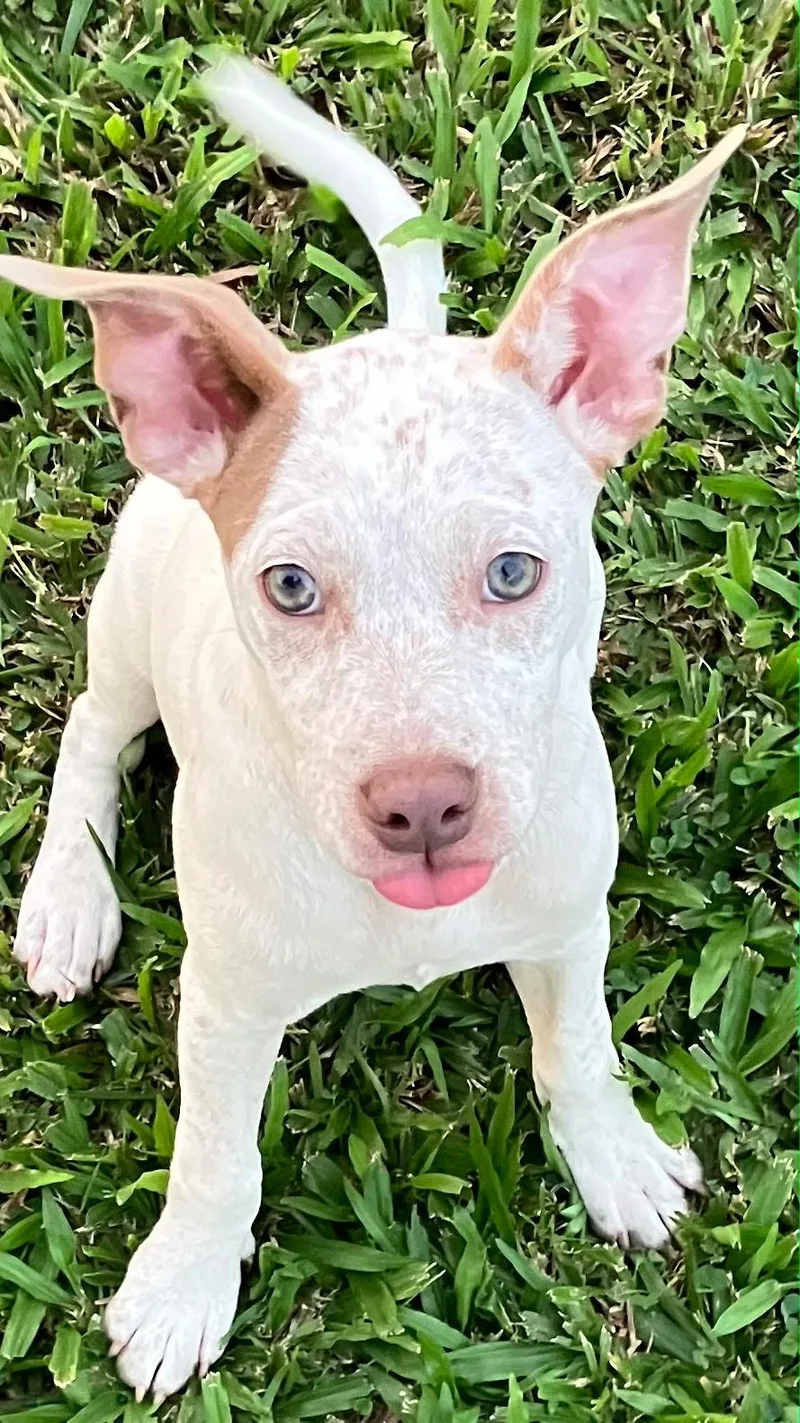 A baby medium-sized female American Bully dog named Spreckles puppy girl for adoption in Metairie, LA