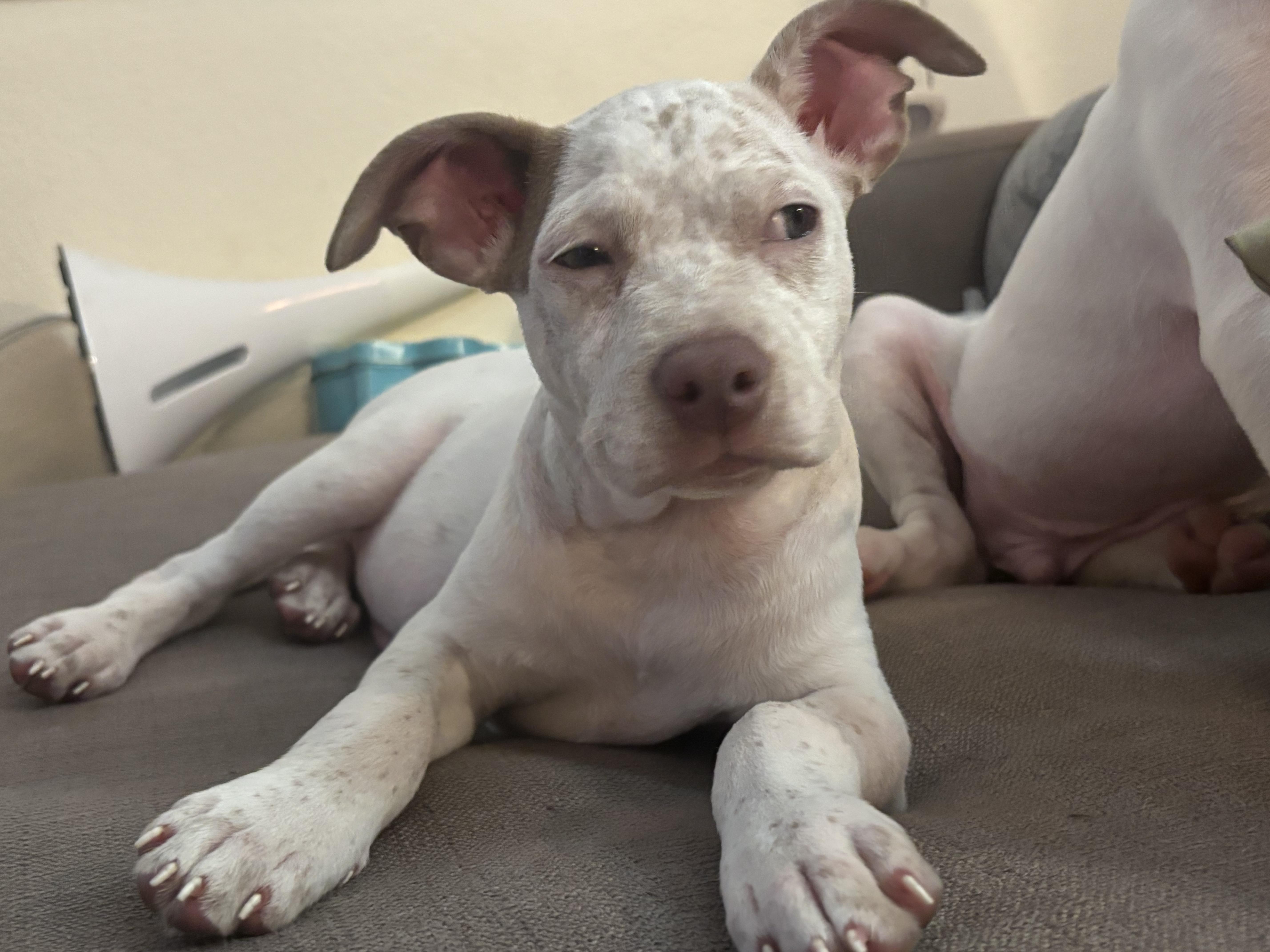 Spreckles puppy girl thumbnail 3