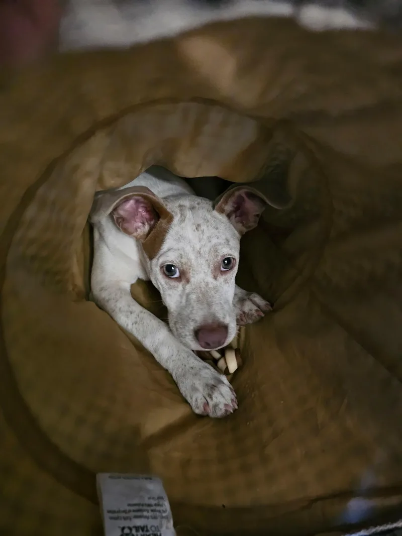 Spreckles puppy girl thumbnail 4