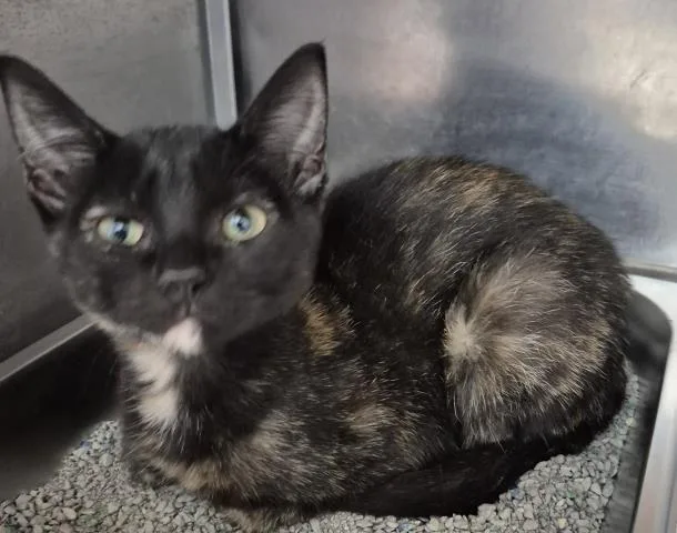 A baby small-sized female Domestic Short Hair cat named Cotton Candy for adoption in Decatur, IL