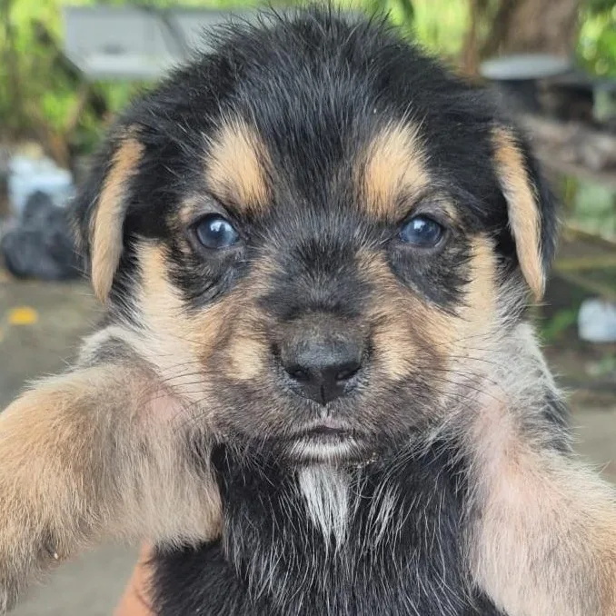 Tortalina "the Only Love