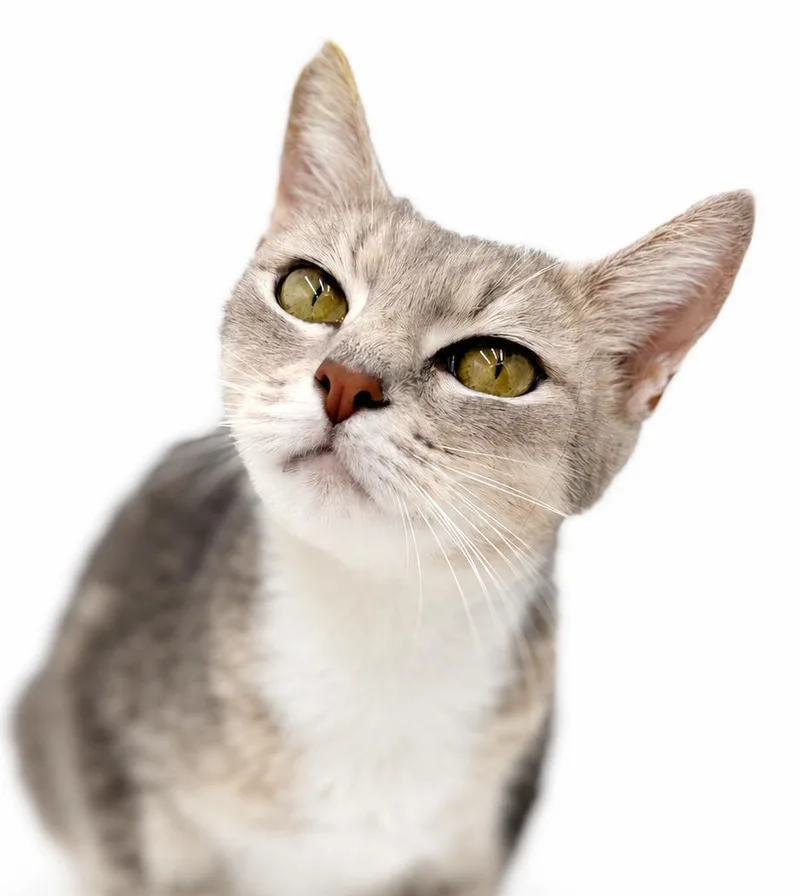 A young medium-sized female White Turkish Van cat named Sassy will make your for adoption in Bedford Hills, NY