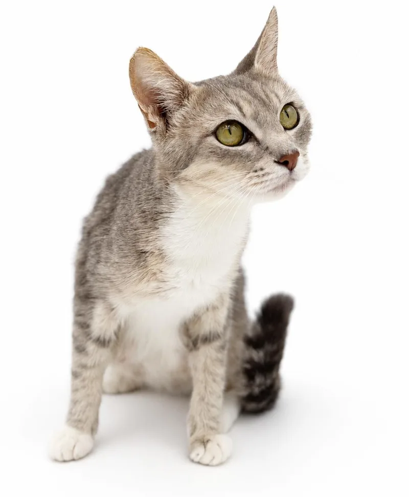 Sassy will make your thumbnail 2