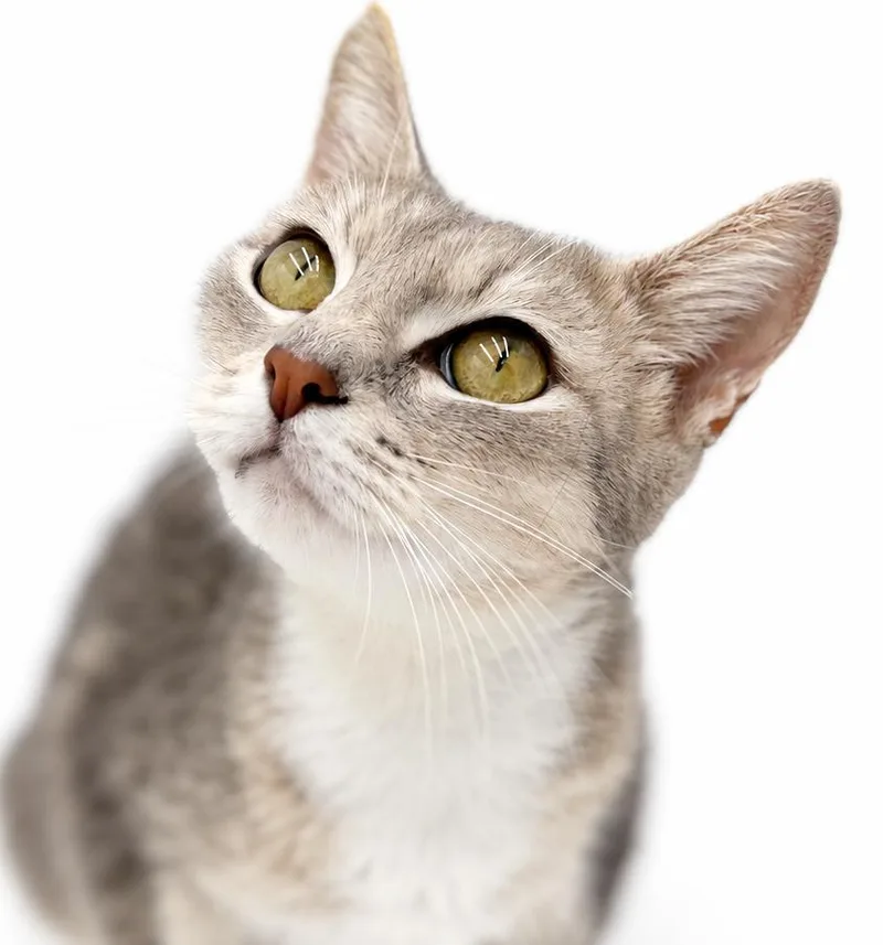 Sassy will make your thumbnail 3