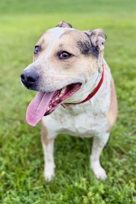 An adult large-sized male Brown / Chocolate Mixed Breed dog named Tank for adoption in Maryville, TN