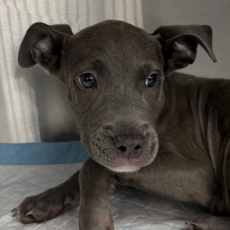 A baby medium-sized male Pit Bull Terrier dog named Stitch for adoption in Midland, TX