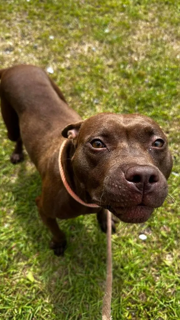 A baby medium-sized female Pit Bull Terrier dog named Peppa for adoption in New Bern, NC