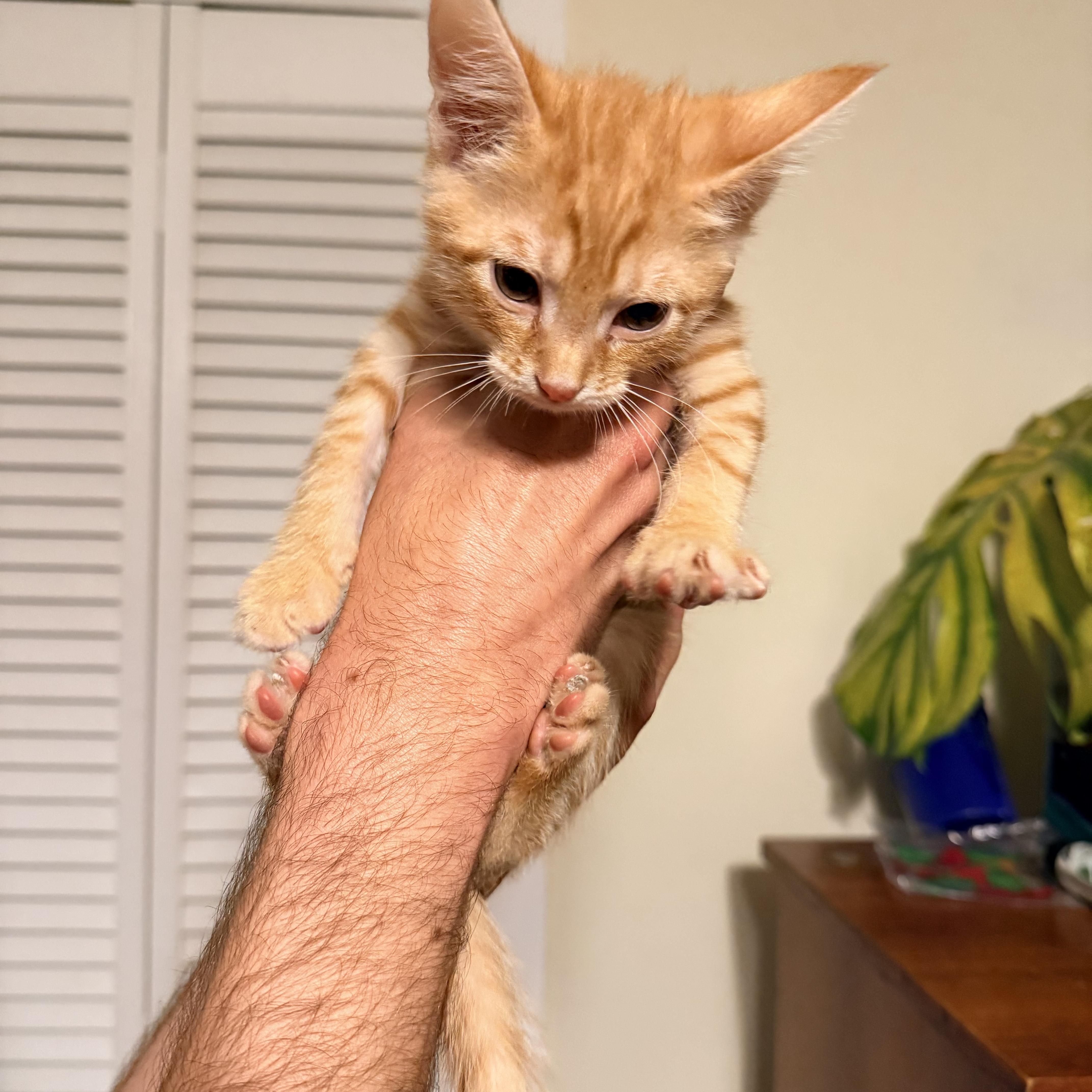 Dirigible  Athens  thumbnail 2