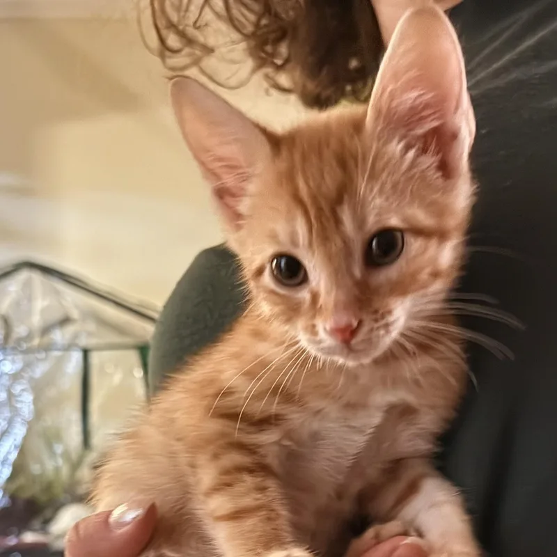 A baby medium-sized male Tabby (Orange / Red) Domestic Short Hair cat named Dirigible Athens for adoption in Greensboro, GA
